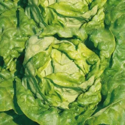 Laitue Pommee Analora Bio. La barquette de 12 plants