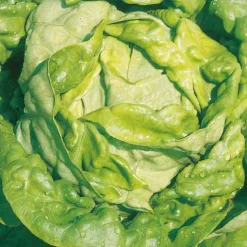 Laitue Pommee Analora Bio. La barquette de 12 plants