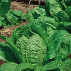 Laitue Romaine Jeluna Bio. La barquette de 12 plants