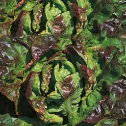 Laitue Rougette Du Midi Rafale Bio. La barquette de 12 plants