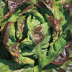 Laitue Rougette Du Midi Rafale Bio. La barquette de 12 plants