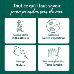 Laurier cerise (Laurier palme) du Caucase vert. Le pot de 3 litres