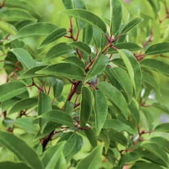 Laurier du Portugal ‘Angustifolia’ vert. Le pot de 3L