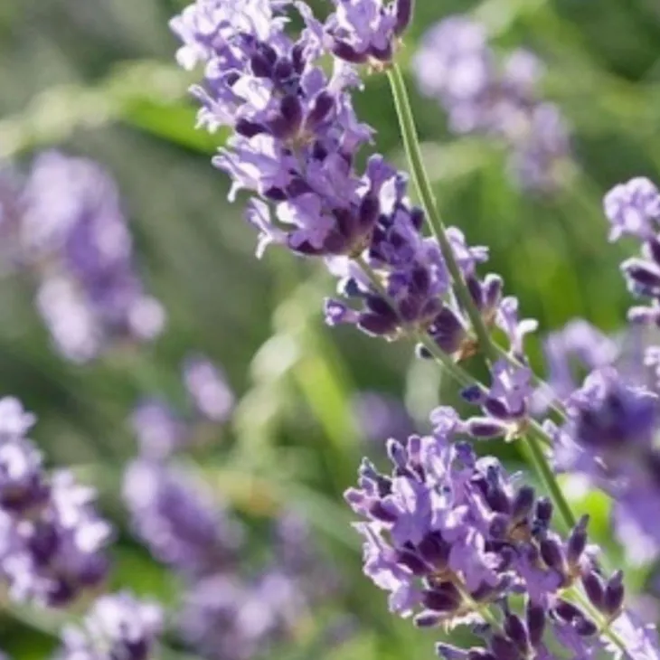 Lavande - Le pot de 1 litre