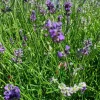 Lavande Angustifolia Dwarf Blue à fleurs bleues. Le pot de 3 litres
