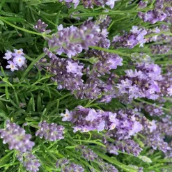 Lavande Angustifolia Hidcote à fleurs violettes. Le pot de 3 litres