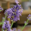 Lavande Angustifolia Munstead - pot 3 L