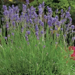 Lavande Angustifolia Munstead à fleurs violettes. Le pot de 3 litres