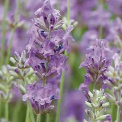 Lavande Angustifolia Twickel Purple à fleurs violettes. Le pot de 3 litres