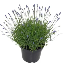 Lavande bleue. Le pot de 5 litres