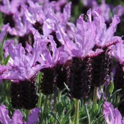 Lavande Dentata. Le pot de 3 litres