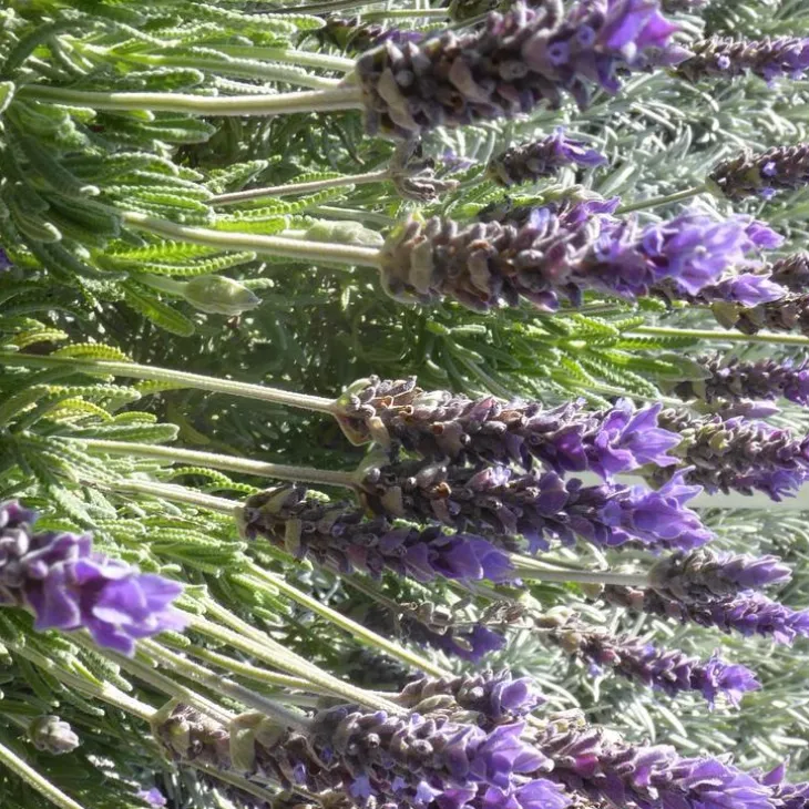 Lavande dentée. Le pot de 15 litres