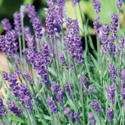 Lavande Dutch - Le pot de 9 x 9 cm