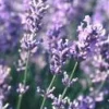 Lavande Dutch Lavander. Le pot de 2 litres