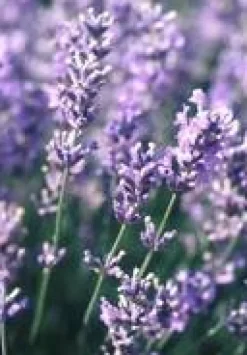 Lavande Dutch Lavander. Le pot de 10 litres