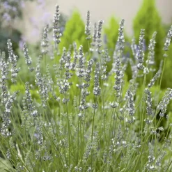 Lavande Edelweiss à fleurs blanches. Le pot de 3 litres