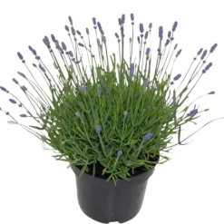 Lavande. En pot de 2 litres