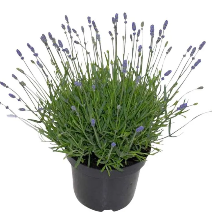 Lavande. En pot de 2 litres
