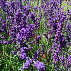 Lavande Hidcote Blue 20/40. Le pot de 3 litres