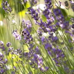 Lavande. Le pot de 45 cm