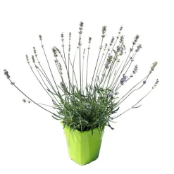 Lavande Little Lady. Le pot de 4 litres