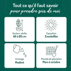Lavande ou Lavandin Grosso à fleurs violettes. Le pot de 3 litres