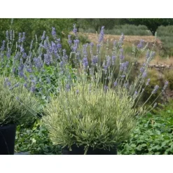 Lavande Platinum Blonde. Le pot de 2 litres