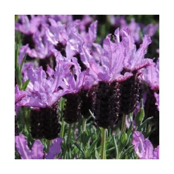 Lavande Stoechas. Le pot de 1 litre