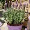 Lavande Stoechas Lucy Pink. Le pot de 4 litres