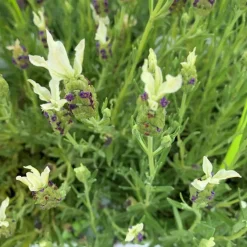 Lavande Tiara 'Fair 10' - Le pot de 3 litres