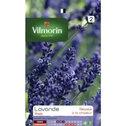 Lavande Vilmorin - graines à semer