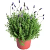 LAVANDULA