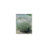 Lavandula Angustifolia Edelweiss – Pot de 2L
