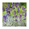 Lavandula Augustifolia Varie ou Lavande pot 3 L