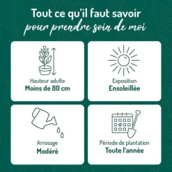 Lavandula Augustifolia Varie ou Lavande pot 3 L