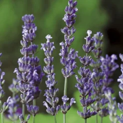 Lavandula Intermedia ou Lavandin Dutch à fleurs violettes. Le pot de 3 litres