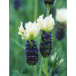 Lavandula Stoechas Tiara Blanc en pot de 4 L