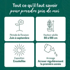 Lavatère Rose - Le pot de 9 x 9 cm