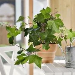 Lierre. Le pot de 13 cm