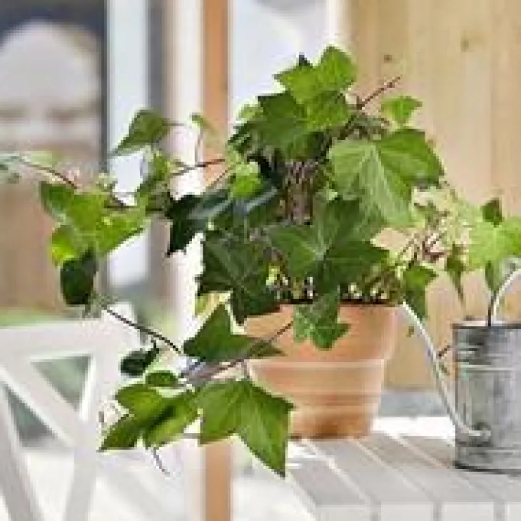 Lierre. Le pot de 13 cm