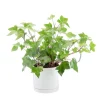 Lierre Montgomery vert en pot blanc émaillé botanic®. Le pot Ø 18 cm