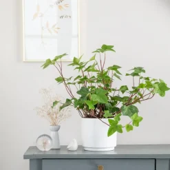 Lierre Montgomery vert en pot blanc émaillé botanic®. Le pot Ø 18 cm