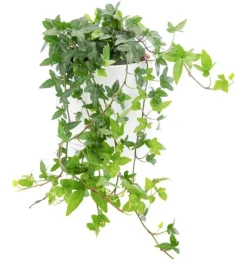 Lierre vert en pot blanc émaillé botanic®. Le pot Ø 15 cm