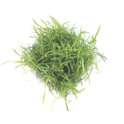 Lilaeopsis brasiliensis