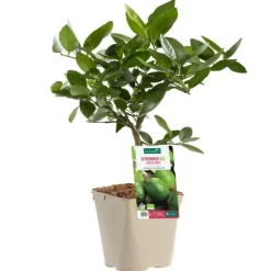 Lime De Tahiti Bio. Le pot de 3 litres