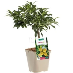 Limequat Bio. Le pot de 3 litres