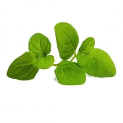 Lingot® Menthe glaciale bio pour potager Véritable