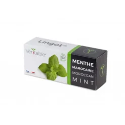 Lingot Menthe marocaine bio pour potager Véritable