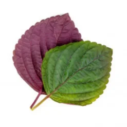 Lingot® Shiso bicolore pour potager Véritable