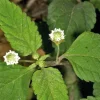 Lippia Dulcis Bio. Le pot de 1 litre